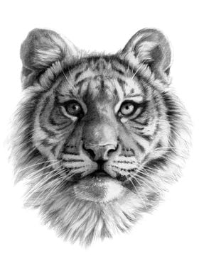 Tiger Cub SK106