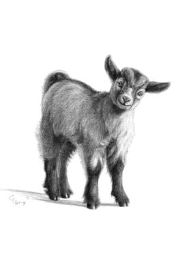 Goat Baby G097