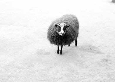 sheep cute photo black and white