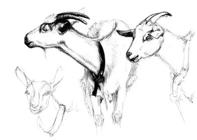 Goats SK124