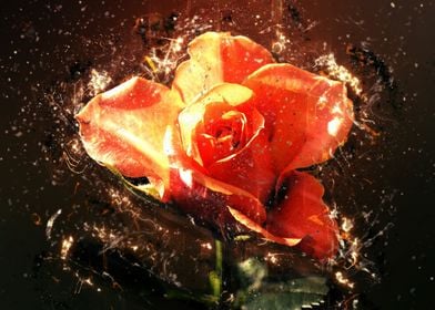 Summer rose in love