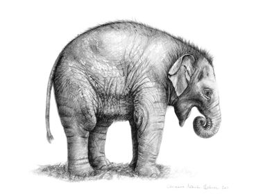 Elephant baby G008
