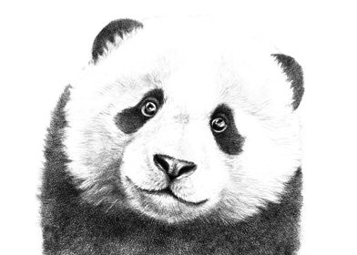 Giant Panda Portrait G100