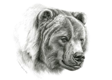 Brown Bear portrait G054
