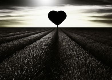 The little black heart tree