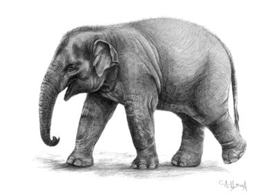 Elephant Baby G092