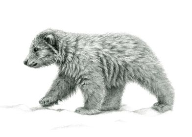 Polar Bear cub G016