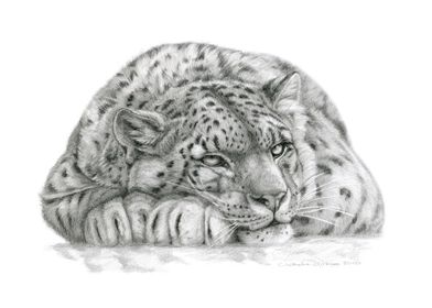 Resting Snow Leopard G10-008