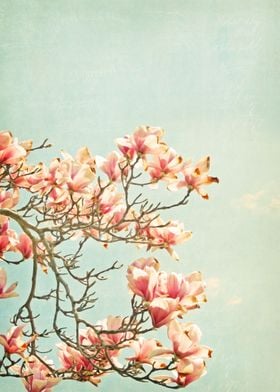 Pink Magnolia Flowers on Aqua Blue Green and French Scr ... 