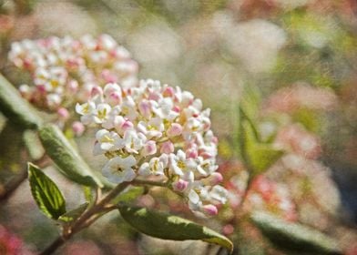 Pink and White Woodland Flowers with French Script