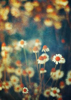 Painterly Camomille flowers a the fringe of a field - t ... 