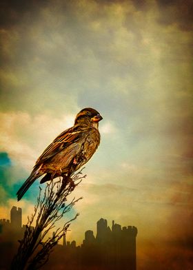 An English Sparrow