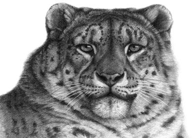 Snow Leopard Portrait G078