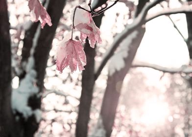 Pink Leaves in Winter