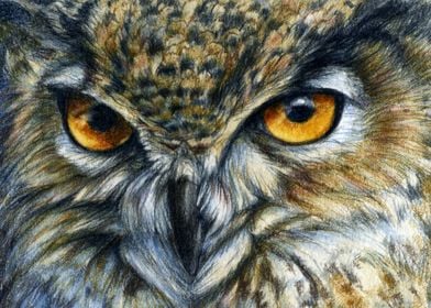 Owl 811