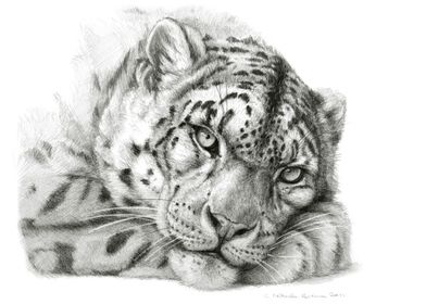 Snow Leopard G011
