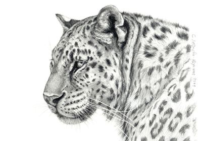 Leopard - glance back G013