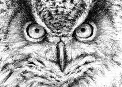 Eurasian Eagle Owl portait G012