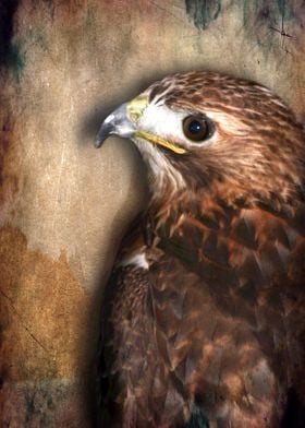 Peregrine Falcon Profile