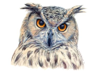 Eurasian Eagle Owl CC2014-004