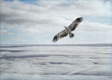 Bird Flying Over Winter Field