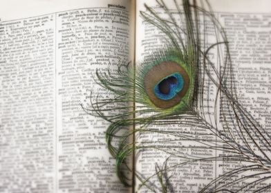 Peacock Feather in French English Dictionary