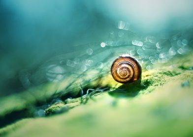 Morning impression with snail shell