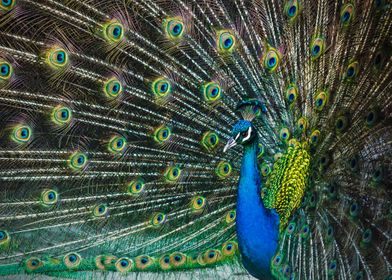 One of the free roaming peacocks at Melbourne Zoo. They ... 
