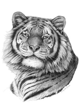 Siberian Tiger portrait G101