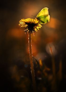 Evening impression with yellow butterfly