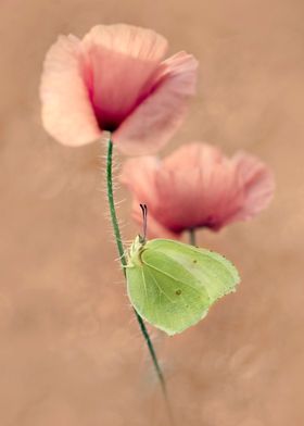 Impression with pink poppies