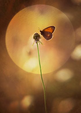 Composition with small butterfly and the sun
