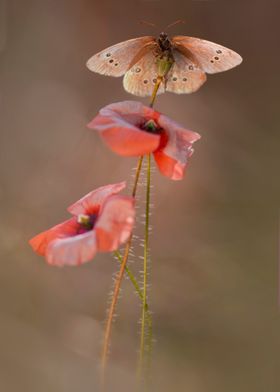 Composition with two poppies and brown butterfly