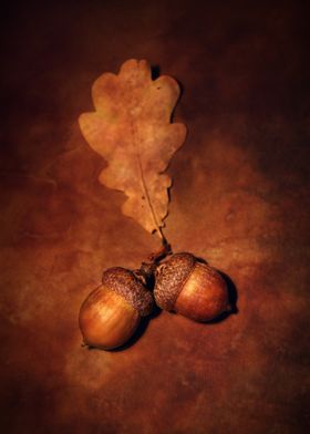 Golden Acorns