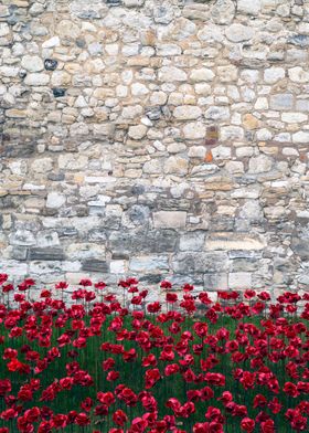 red poppies