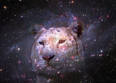 Tiger and Galaxy