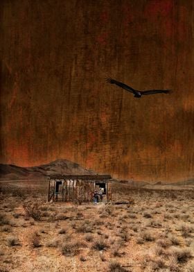 A turkey vulture scans the desert floor for prey, soari ... 