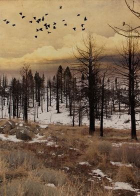 Blackbirds departing the bare trees of winter forest ne ... 