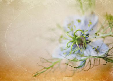 Love in a Mist flower captured with Macro Lens with add ... 