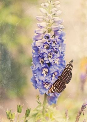 Brown butterfly perched on purple flower of Delphinium