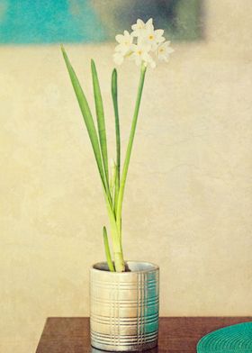 Painterly textured view of Paper Whites (flowers) grown ... 