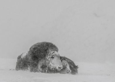 Mother and Child in snowstorm