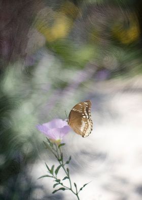 Brown and white butterfly perched on edge of purple wil ... 