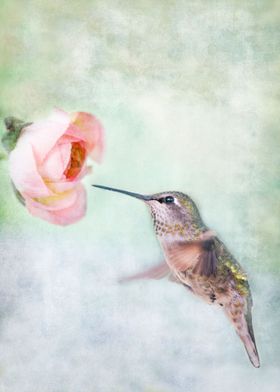 Closeup of a little hummingbird visiting a Pink Ranuncu ... 