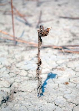 dead flower