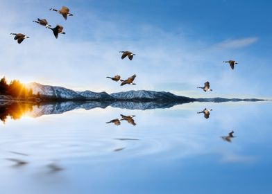Taken in winter in Lake Tahoe, a flock of Canada Geese  ... 