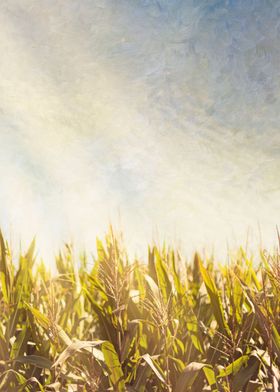 Textured for painterly result, stalks of corn growing i ... 