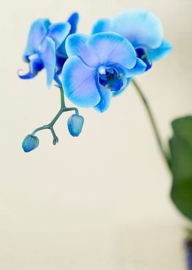 Blue Sapphire Orchid macro lens capture