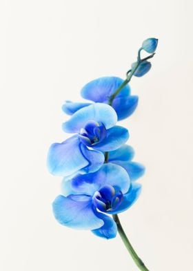 Stem of blue-purple orchids on white background