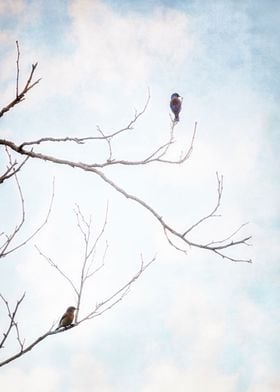 Painterly bluebirds perched on bare tree branches in wi ... 
